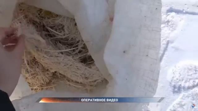 Пух перо смотреть онлайн