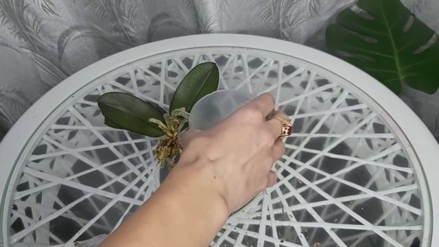 ПОСЫПАЛА ЭТИМ и ЗАБЫЛА про УДОБРЕНИЯ на 3 года КОРНИ ПРУТ смотреть онлайн