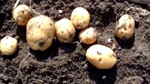 Итоги, картофель сорт "Лаура"