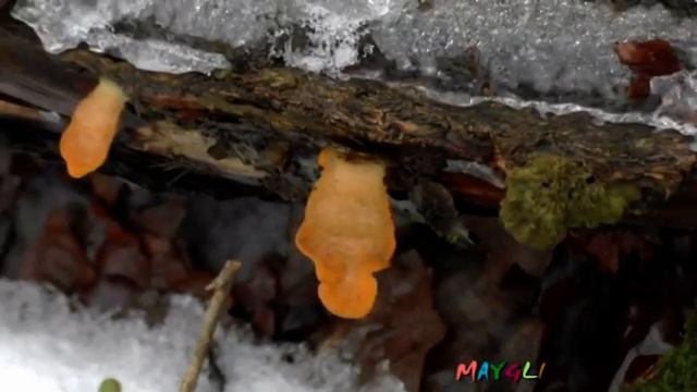 Супер грибы в январе. смотреть онлайн