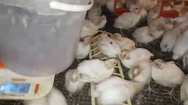 Техасский белый перепел 14 дней смотреть онлайн