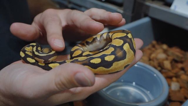 How PROPERLY to pick up a ball python.. or NOT смотреть онлайн