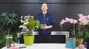 Клеродендрум  - секреты ухода и выращивания в домашних условиях. Почему не цветет и желтеют листья.