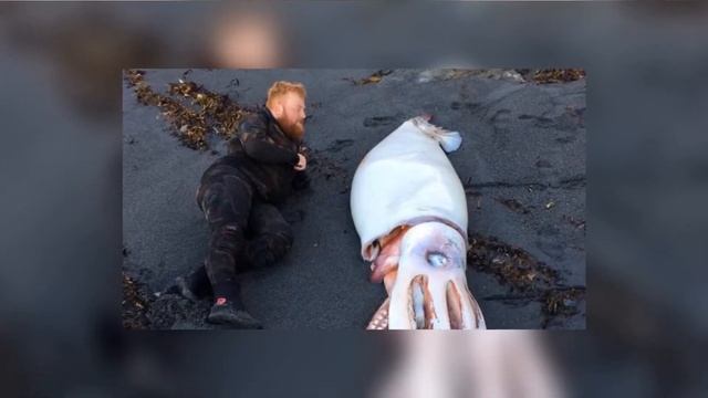 В ЮАР на берег вынесло кальмара весом 318 кг смотреть онлайн