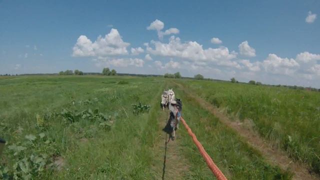 GoPro,Хаски,Кладьковка,Десна,Конюшня "Старая Пристань" смотреть онлайн