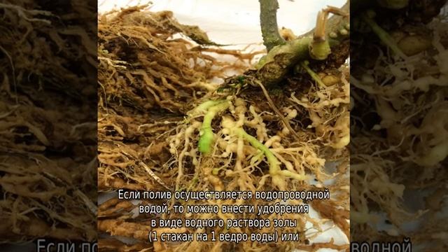 Пион корал сансет смотреть онлайн