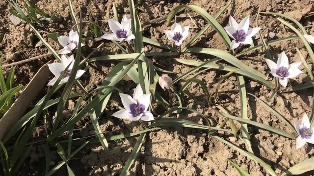 Species Tulip Humilis Alba Coerulea Oculata-Planting & Nurturing This Extraordinary Heirloom Plant