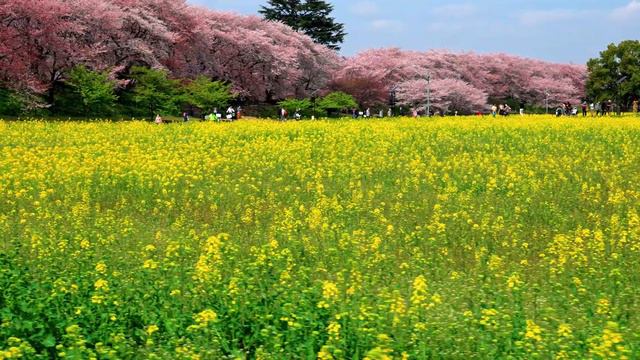 幸手権現堂桜堤 ソメイヨシノ【桜2022🌸】関東屈指の桜の名所 千本桜のトンネル - Satte Gongendo Sakura Tsutsumi смотреть онлайн