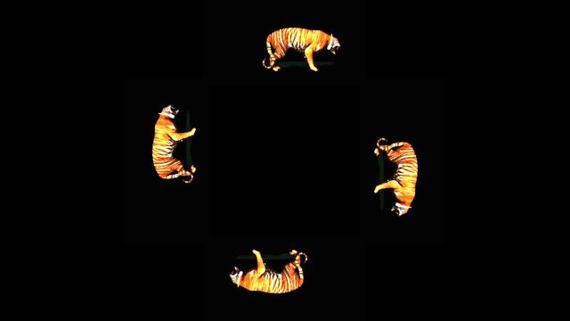 Живой тигр. 3D голограмма. #3dhologram #hologram #голограмма