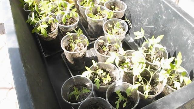 ПЕРВАЯ ПОДКОРМКА РАССАДЫ ПОМИДОР ЙОД ДЛЯ ТОМАТОВ ПЕРЕД ВЫСАДКОЙ В ГРУНТ vselennaya uvlesheniy смотреть онлайн