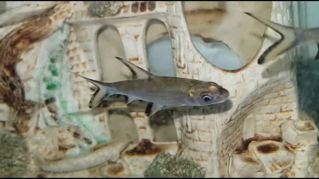 Аквариумные рыбки и их названия и описание. смотреть онлайн