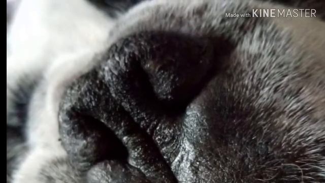 французский бульдог 26 июля 2019 г. смотреть онлайн