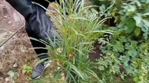 Крушина ломкая "Fastigiata" на Южном Урале.