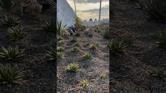 Green life - Agave 地植龍舌蘭 смотреть онлайн