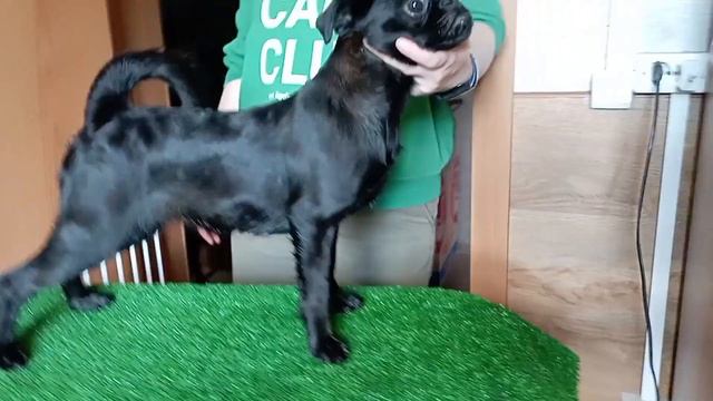 Пти брабансон - девочка