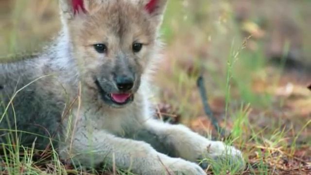 Wolf / Wolves Song ----- Apurimac, Flying Condor