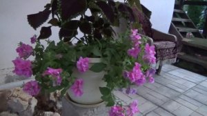 Обзор.ПЕТУНИИ в НЕбольших кашпо.Можно ли добиться красивого цветения?Что буду сажать.Сорта и выводы