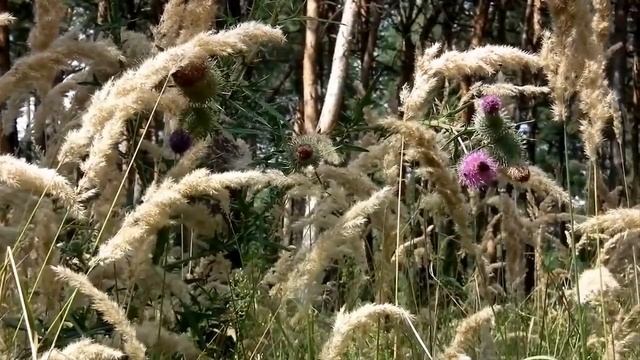 ЖИЗНЬ В МЫСЛИ. ГРАНИ АГНИ - ЙОГИ. Б.Н.АБРАМОВ. 1972 г. смотреть онлайн