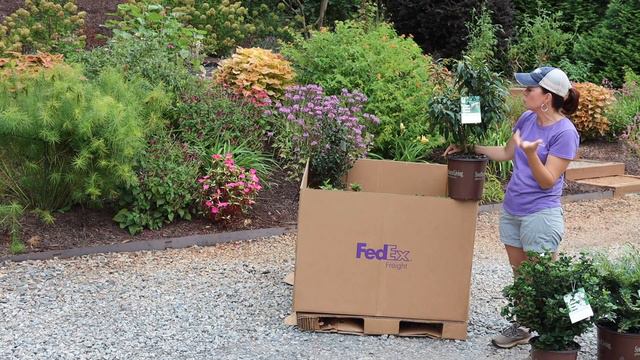New Shrubs From Southern Living Plants // Gardening with Creekside смотреть онлайн