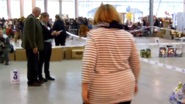 057кобели класс промежуточный1 смотреть онлайн