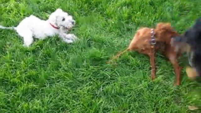 Wheaten Terrier Tiki meets red headed Irish Setter смотреть онлайн