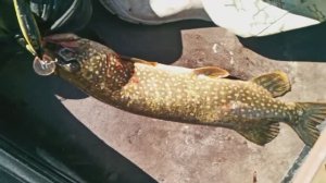 Планер для троллинга , показываю как обойтись без  прищепки