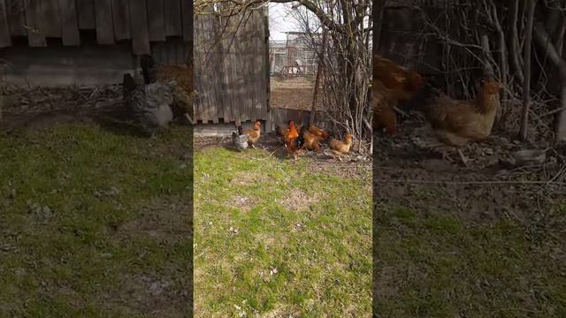 Куры Кучинские юбилейные на свободном выгуле смотреть онлайн