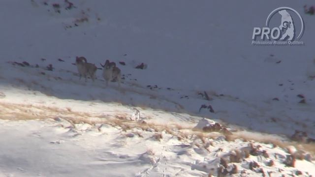 Kyrgyzstan Tian Shan and Hume argali trailer смотреть онлайн