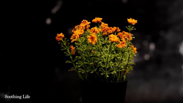 Сборник мелодий, который пленит вашу душу🌿 Музыка - лучший способ расслабиться🌿 смотреть онлайн