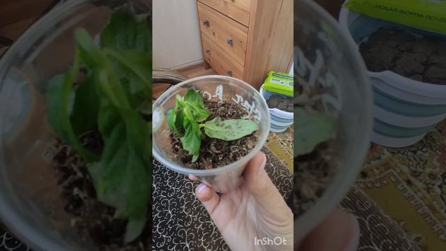 Почему вянут черенки гортензий? Как это избежать? смотреть онлайн