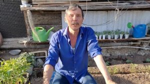 Ещё один секрет пересадки томатов  от Мунира Зарипова