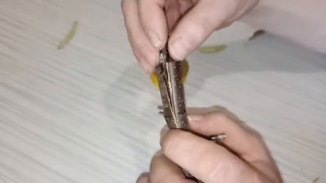 Прививка в расщеп. Откуда брать черенки? Использование силиконового герметика вместо садового вара смотреть онлайн