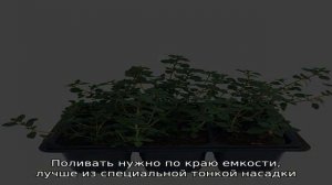 Выращивание рассады тимьяна: как получить крепкие и здоровые кустики