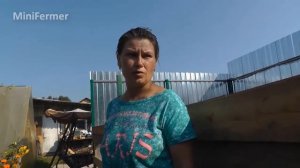 ПОРОДЫ ПЕРЕПЕЛОВ на мясо и яйцо. Обзор птицы на ферме  Хозяйство ЛПХ СВОИ ПЕРЕПЕЛА