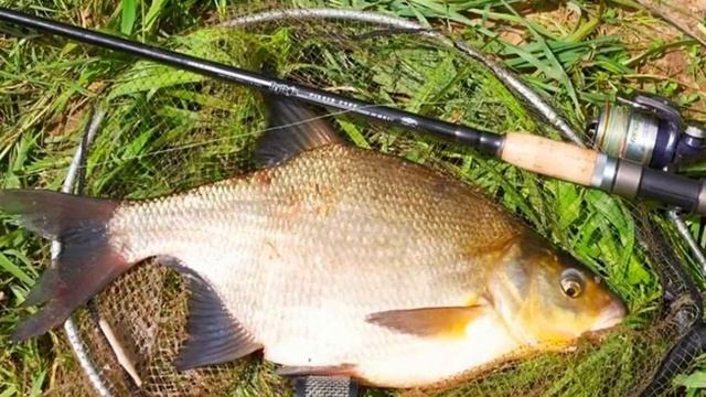 Почему опытный рыбак ловит на одну удочку, а на две дилетанты? смотреть онлайн