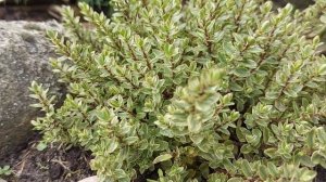 Вечнозелёное ХЕБЕ в моём саду.? Условия выращивания # Immergrüner HEBE in meinem Garten..