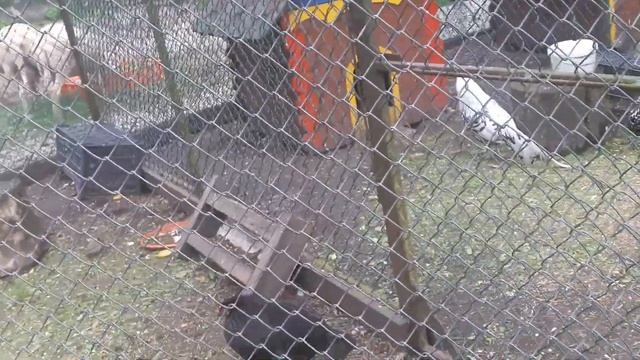 Центральный парк Гурьевска- один из лучших парков Калининградской области смотреть онлайн