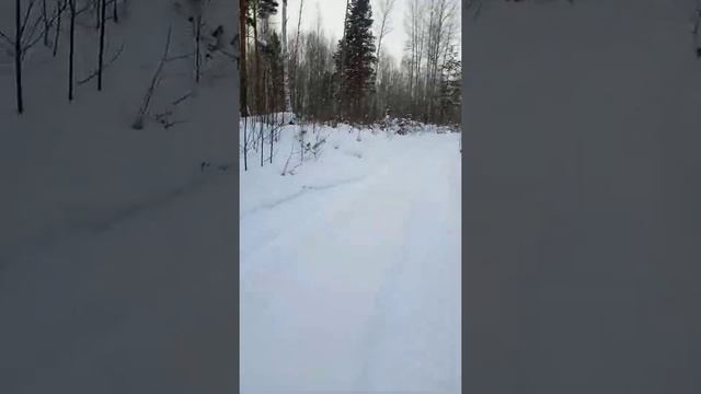 загонная охота на косулю