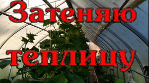 Затеняю теплицы дёшево и надёжно...