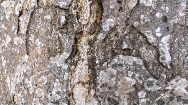 Fallen trees \ Whitebeam (Sorbus aria) - bark close up - February 2018 смотреть онлайн