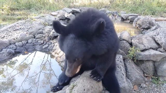 МЕДВЕДЬ ВООБРАЖУЛЯ смотреть онлайн