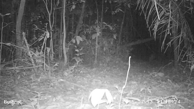 Cougar (Puma concolor) Puma in the Peruvian Amazon смотреть онлайн