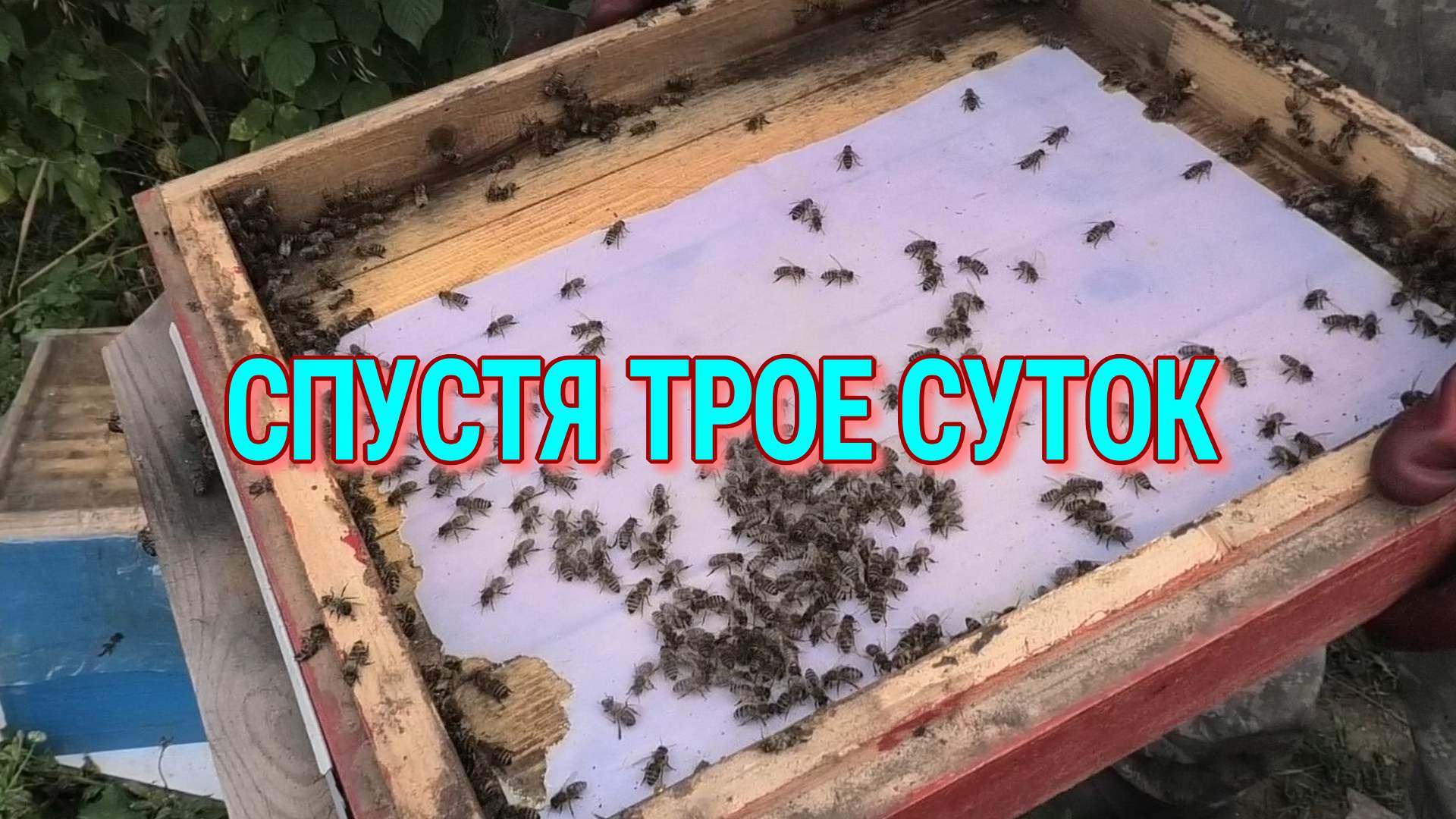 ОСМОТР СЕМЬИ ПОСЛЕ ОБРОАБРОТКЕКИ ПИЖМОЙ И БИПИНОМ Т смотреть онлайн