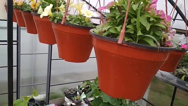 Ампели смотреть онлайн