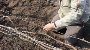 Как подвязывать виноград весной