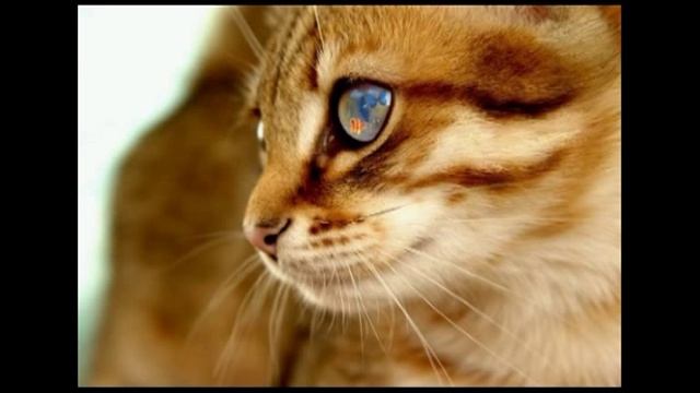 А ты меня любишь? Ага! смотреть онлайн