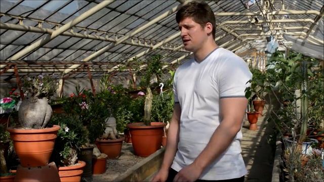 Пахиподиум Pachypodium