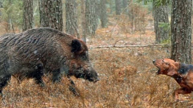 Охота На Кабана|Загонная Охота На Кабана смотреть онлайн