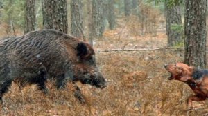 Охота На Кабана|Загонная Охота На Кабана