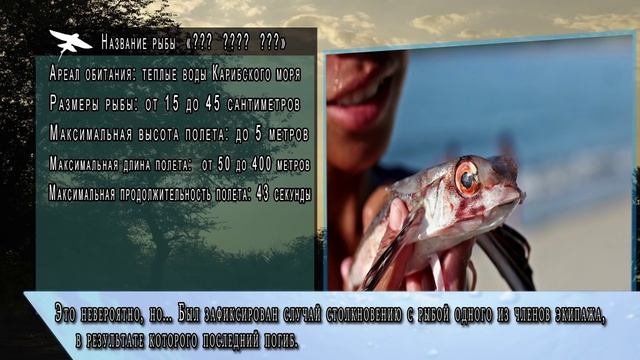 РЫБА УМЕЕТ ЛЕТАТЬ или НЕТ ?! А ты знаешь ?? смотреть онлайн